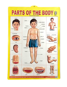 Parts Of The Body 3D Charts