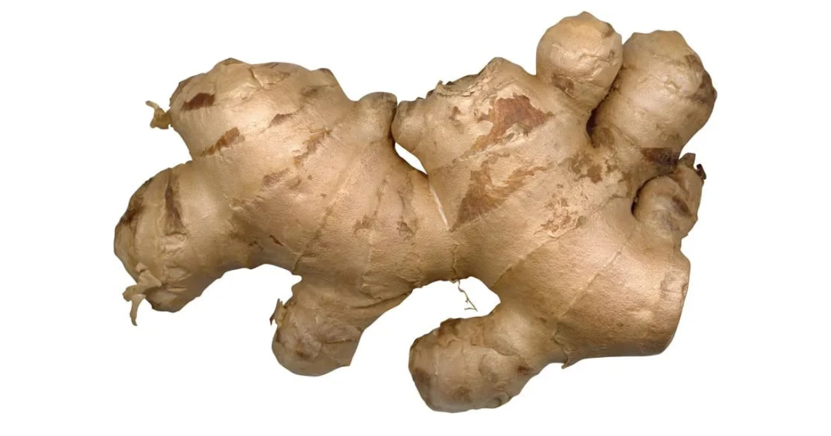 Ginger | LUYA