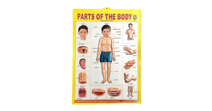 Parts Of The Body 3D Charts